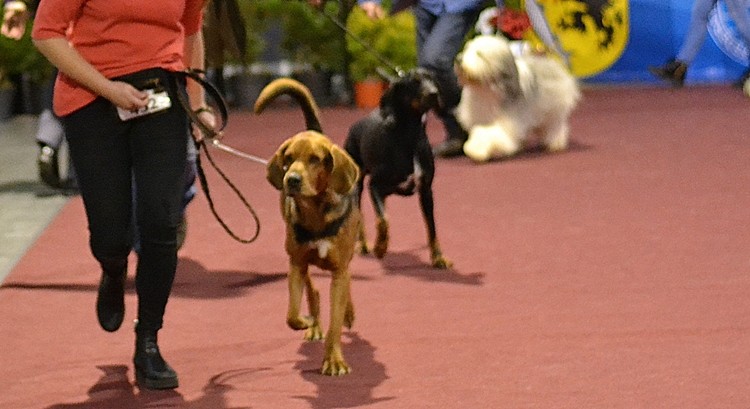 DSC_0239.JPG