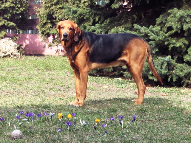 Bohun 2009r.jpg