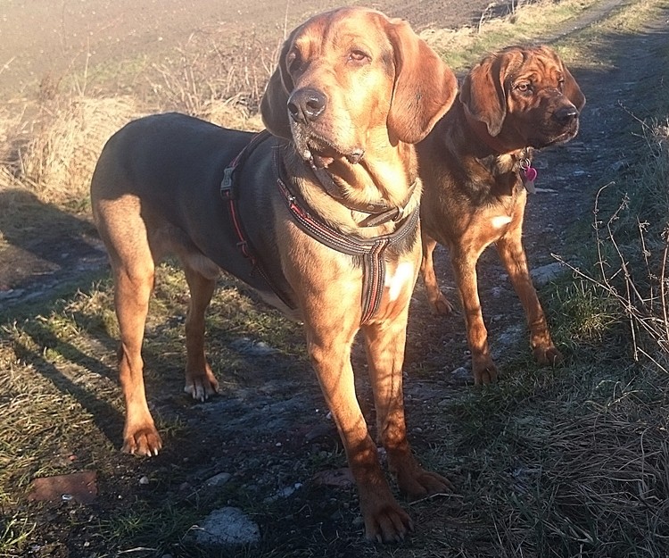 Bachmat i Elsa