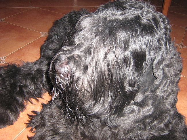 Maxik :)