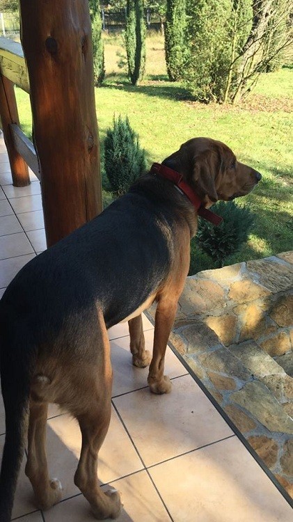 Hugo/Enduro