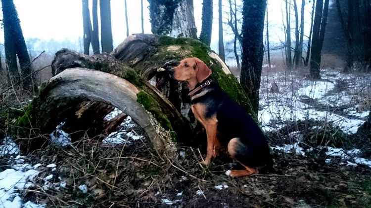 Chwile usiedziała na tyłku- cud