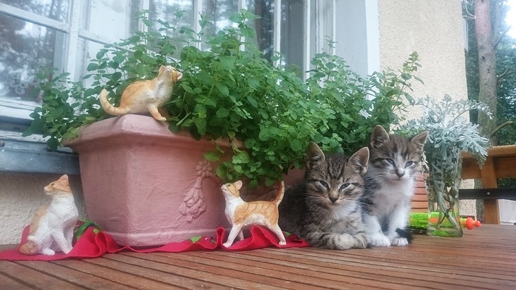 Dwa słodziaki udające figurki :)