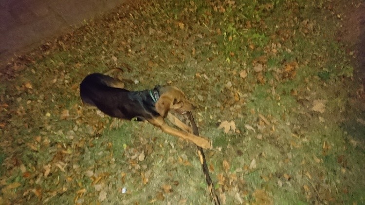 Bruno/Zakos. Wielbiciel patyków w każdej sytuacji. Na leżąco.