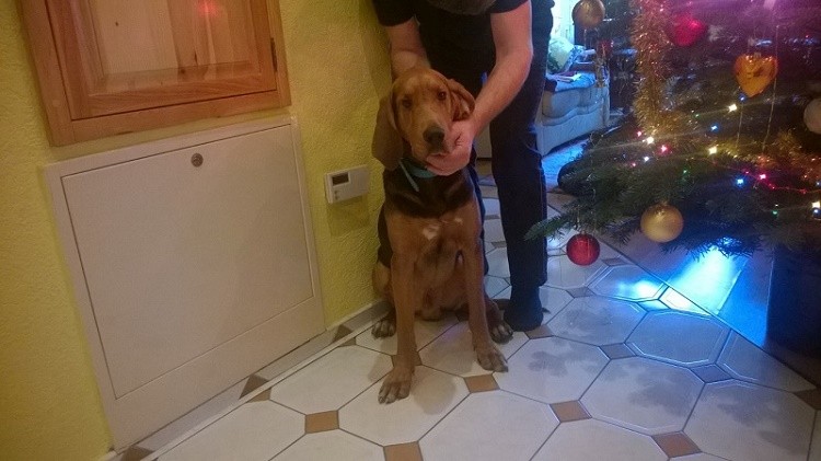 Świąteczny Bruno.