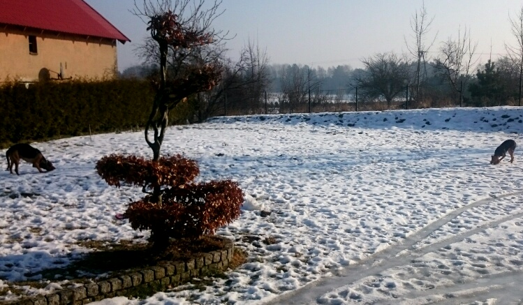 Ukłoniki od ogara- dla ogara :)