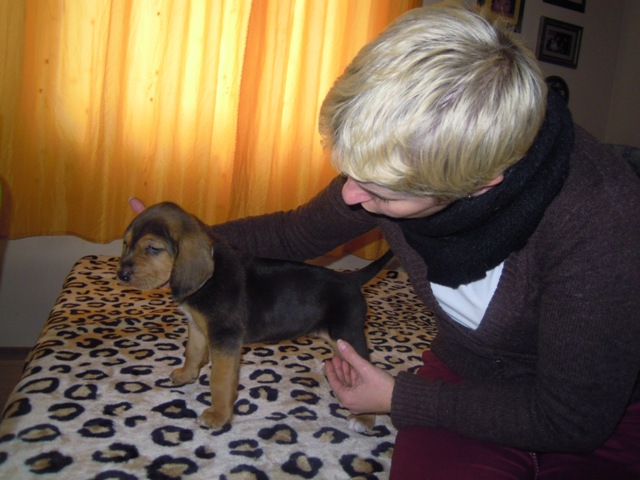 TARNINA Leśne Bytowanie FCI (Postawa, lewy profil).JPG