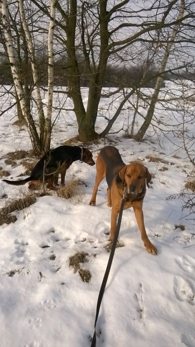 WP_20170211_12_00_47_Pro.jpg