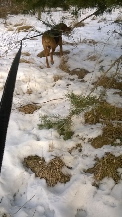 WP_20170211_12_06_38_Pro.jpg
