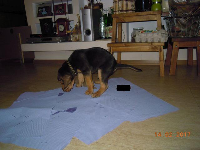 Ogarki T nauczone czystości (3).jpg