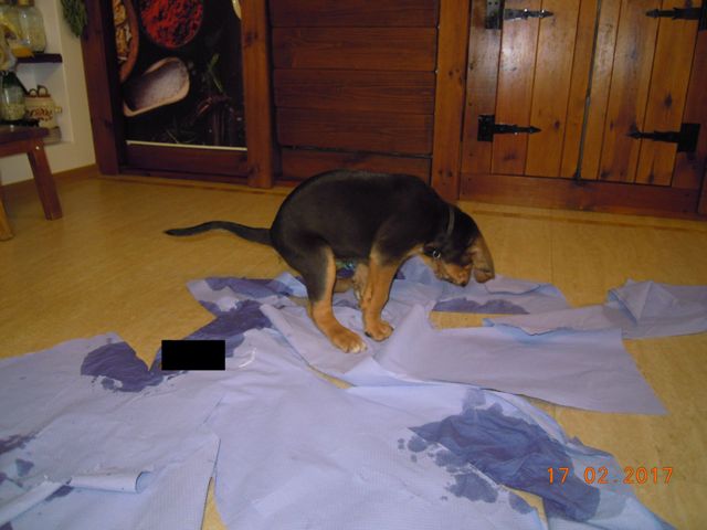 Ogarki T nauczone czystości (5).jpg