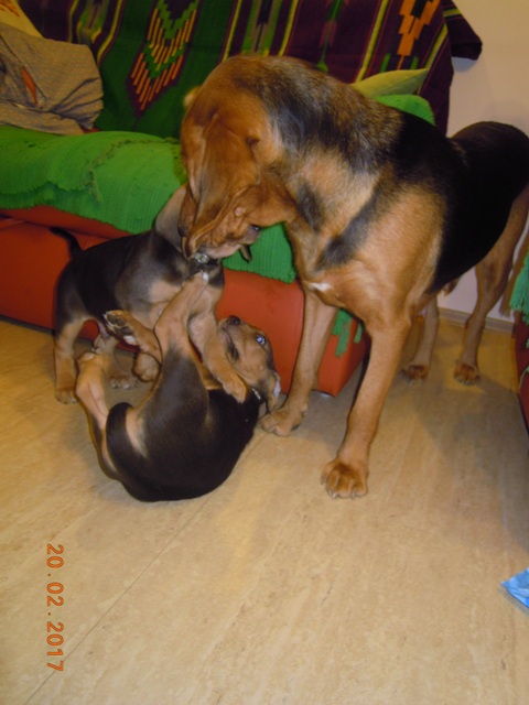 12. Hańcza wychowuje swoje maluchy TTTTTTTT.JPG