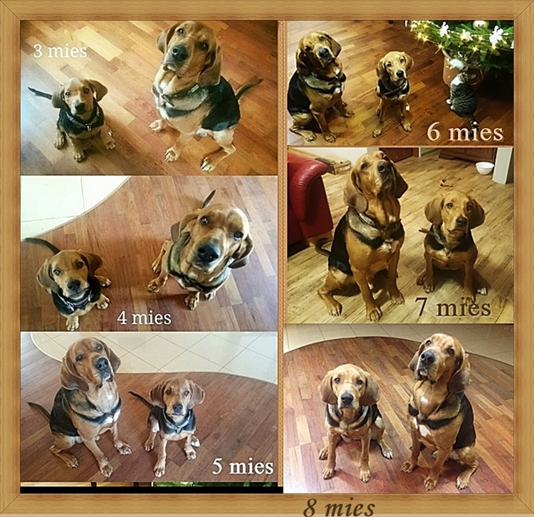 8 mies-.jpg