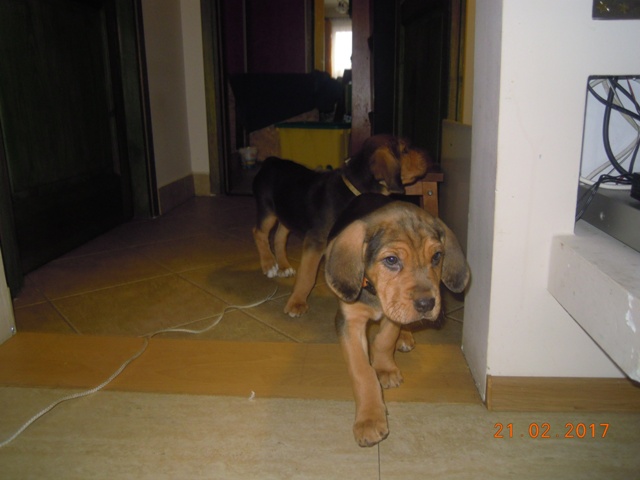 TUNDRA jeszcze w Bukowinie (3).JPG