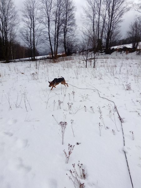 Śnieg - znowu śnieżek !!!