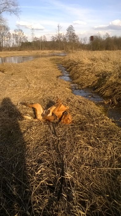 WP_20170305_15_42_46_Pro.jpg