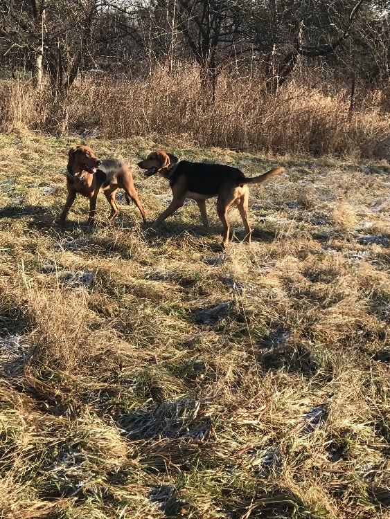 1Rocky(Rozmaryn) z Basketem_ sylwestrowa zabawa.jpg