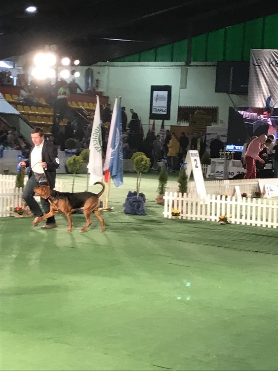 5Leszno_2017_Wystawa Championów.jpg