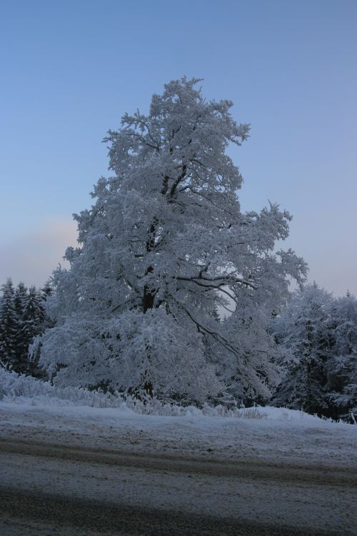 grudzień2009 396.jpg