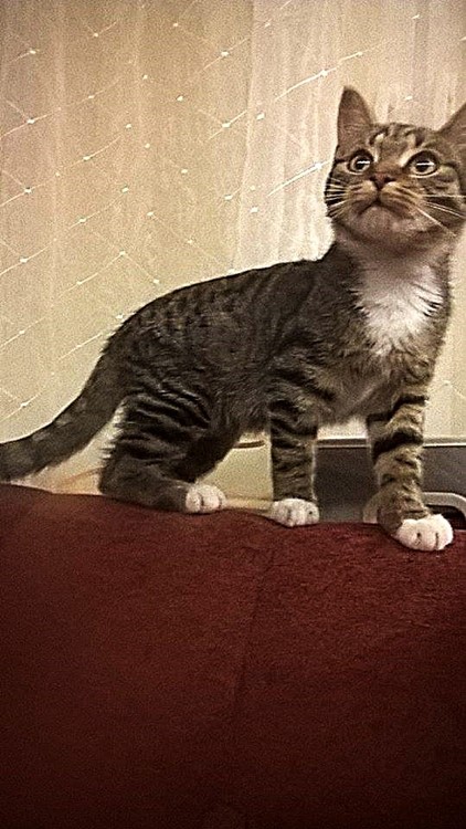 BOGUŚ