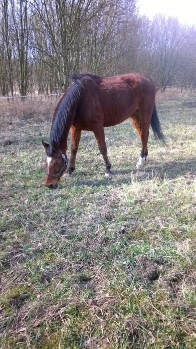 Szczęśliwy Afisz, bo wytarzany w błotku