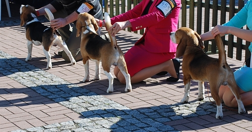 Beagle