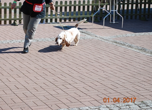 Basset Harry