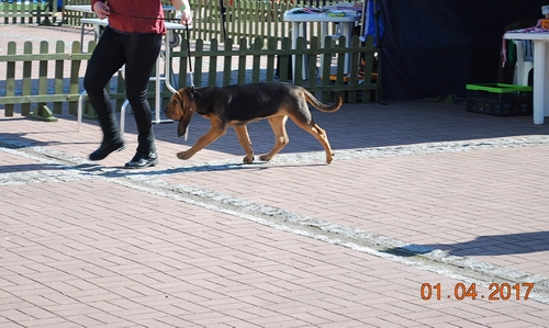 Bloodhound szczeniaczek