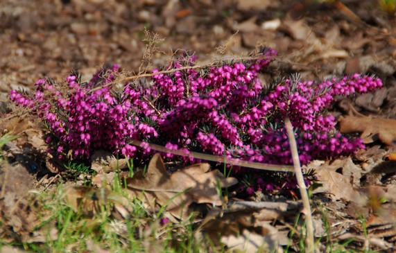 DSC_9402.JPG