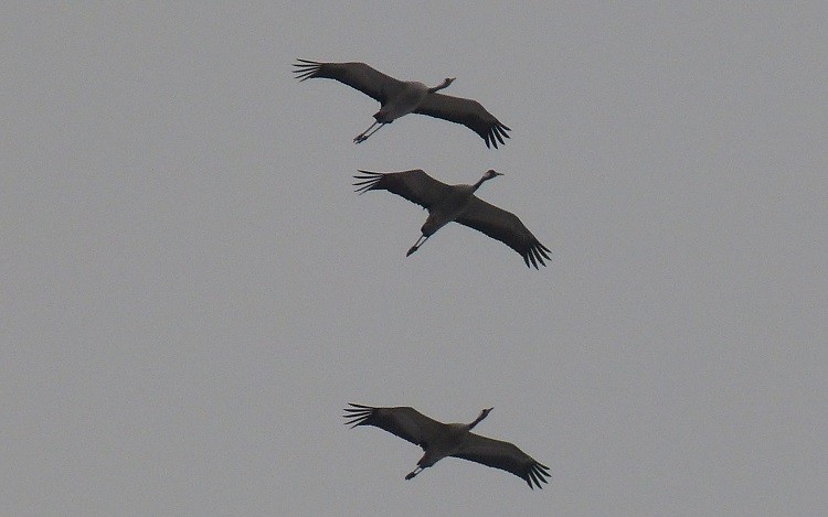 P1060247.JPG