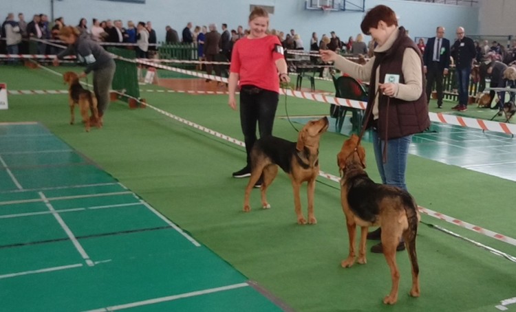 double handling w trochę innym wydaniu<br />Jeden wystawca dwa psy