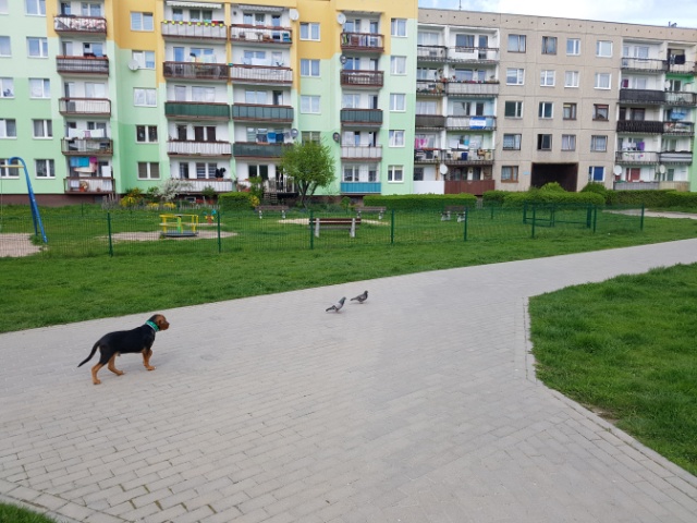 golabki.jpg