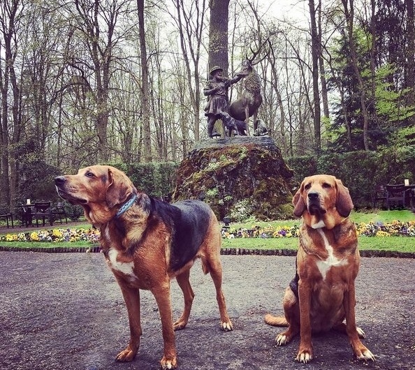 dogs.PNG.jpg