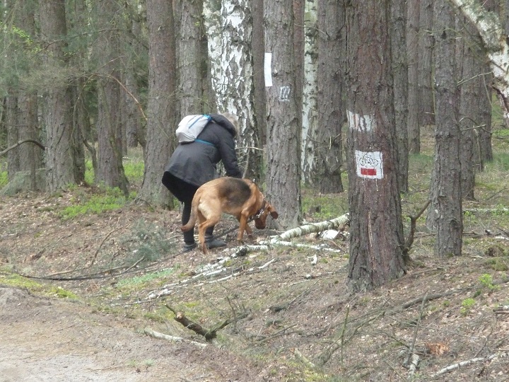 Zestrzał