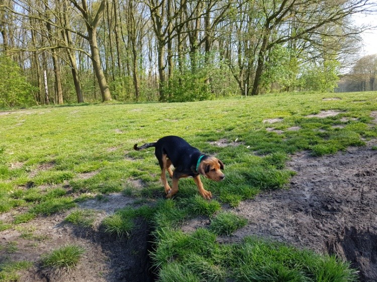hops.jpg