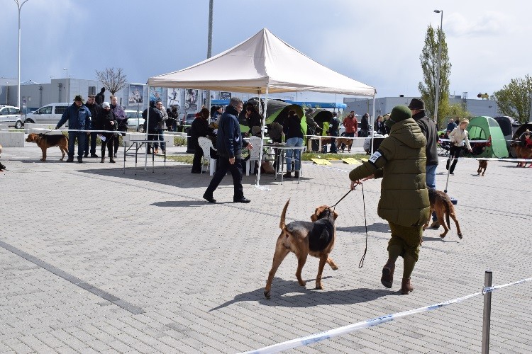 11 SUKI klasa otwarta _pierwsza biegnie Hańcza z Sarmackiej Tradycji _ druga Gwarna Zimny Trop.jpg