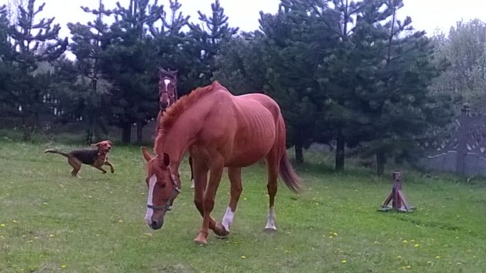 WP_20170429_14_21_26_Pro.jpg