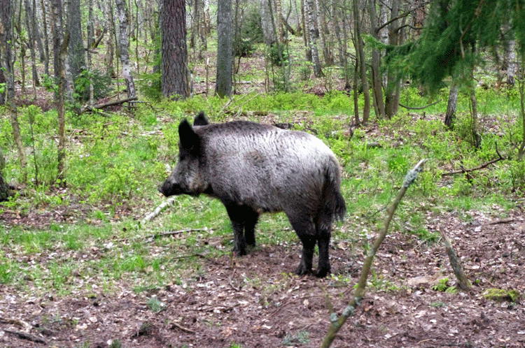 5-sa,-są-świniaki.gif