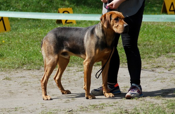 Cezar
