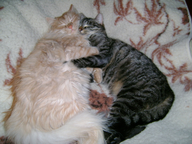 dsc00720.jpg