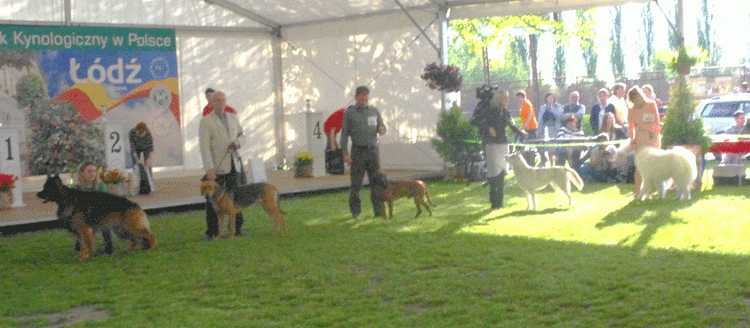 12-Piekny-Samojed-na-1.gif