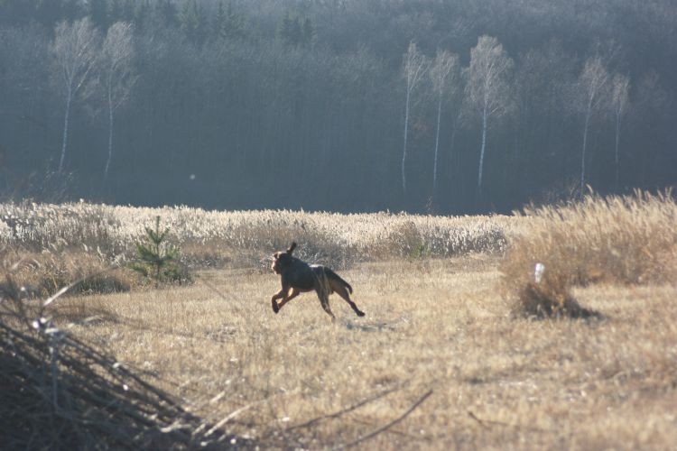 Koń