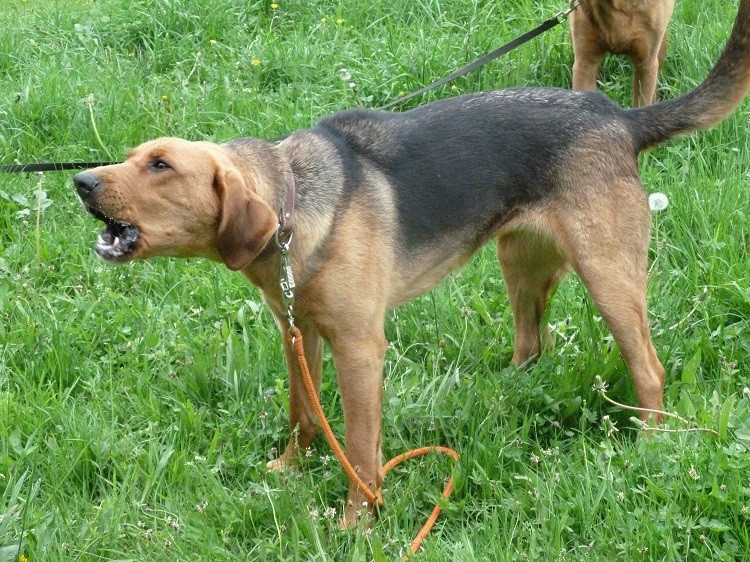 Czujna oszczekująca