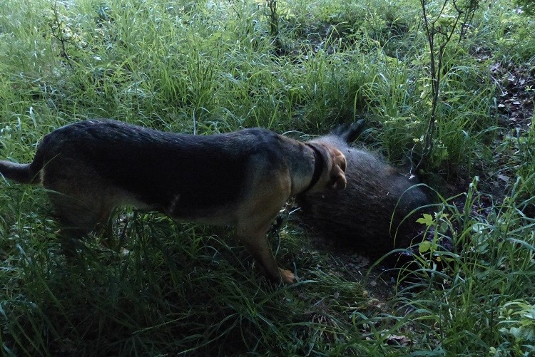 P1070667zm.jpg