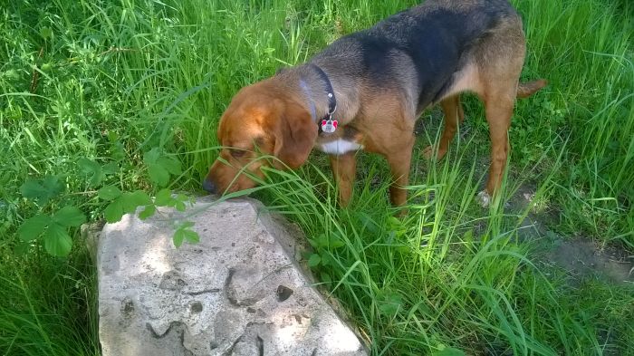 WP_20170527_11_08_10_Pro.jpg