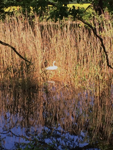 Łabędzica, która od lat zamieszkuje nad tym jeziorkiem właśnie siedzi na gnieździe.