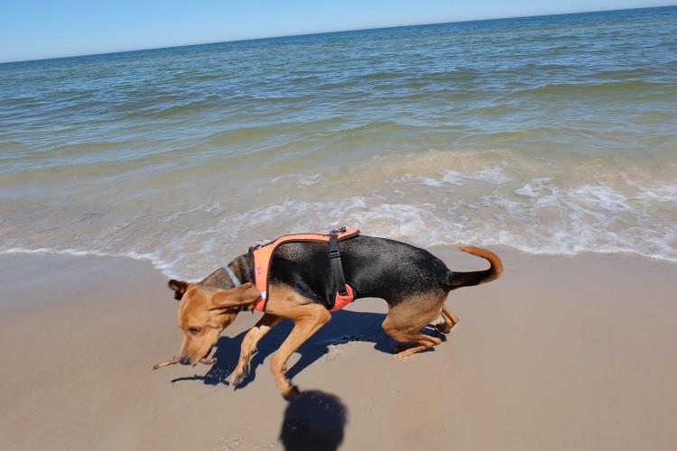 plaża 3.jpg