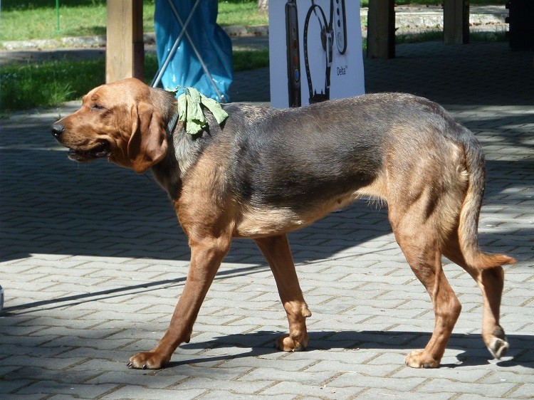 Łyska chodząca