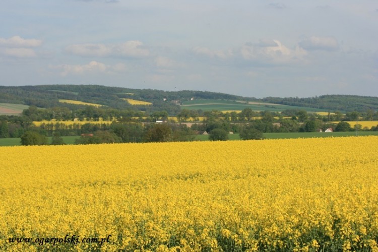 Żółte w pełnej okazałości.
