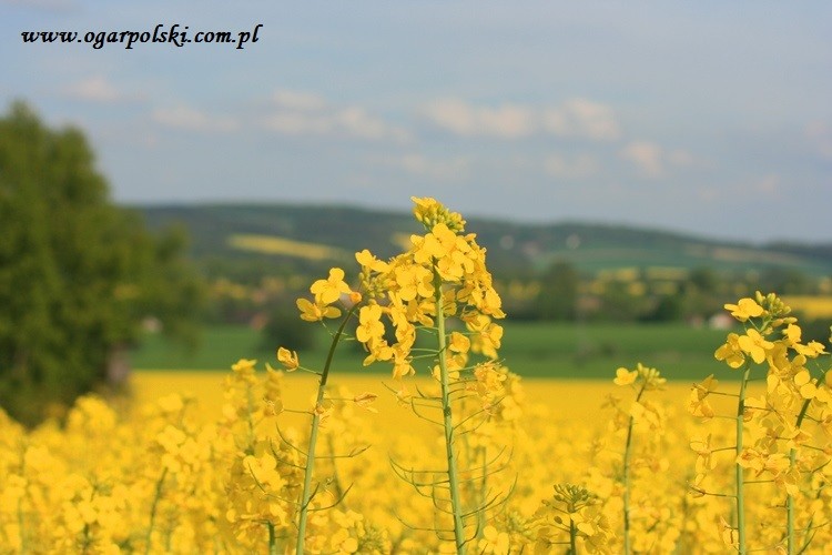 Zbliżenia.